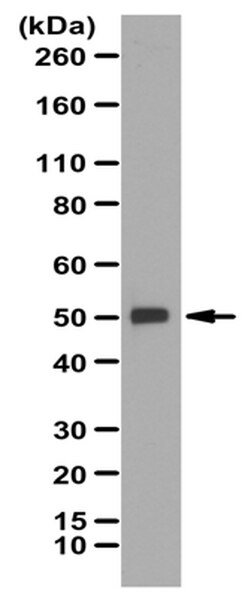 Anti-Fezf2 Antibody | ABN428